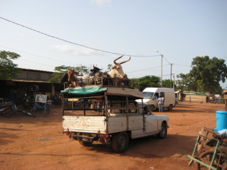 03 Le Betail Sur Le Toit